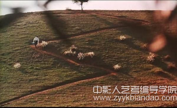 電影《橄欖樹下的情人》.jpg