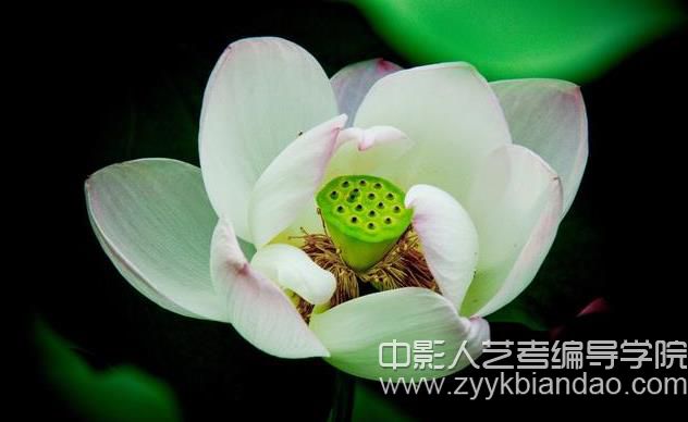 攝影攝影總是抓不到重點，那是你沒學到這幾招