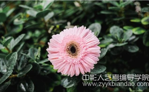 拍花卉.jpg