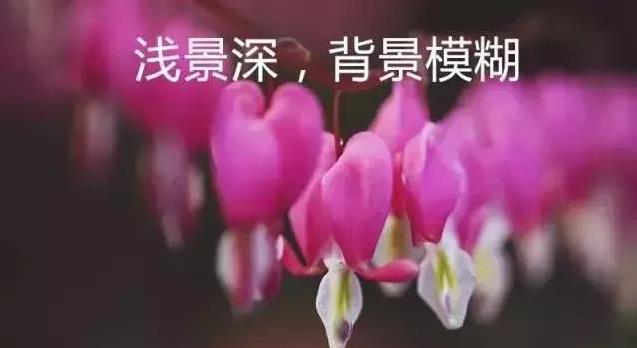 淺景深.jpg